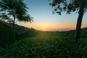 einen Sonnenuntergang über einem Grasfeld mit einem Baum in der Unterkunft Yiannis Retreat in Káto Zákros