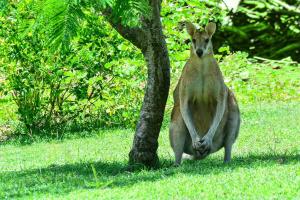 een kangoeroe die naast een boom staat bij Poinciana Lodge - 2 bedroom - on Hamilton Island by HIHA in Hamilton Island