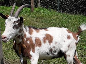 Altri animali domestici presso l'appartamento o nei dintorni