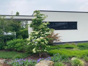 a bush with white flowers in a garden at das Ferienhaus Auszeit in Kranenburg +13 photos
