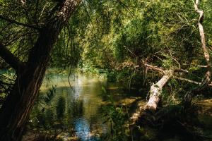 a river in a forest with trees and water at Casas de Pedra - Quinta da Escola in Alvados +42 photos
