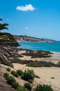 a beach with a palm tree and the ocean at Apartment Magica with Pool Fuerteventura Costa Calma in Costa Calma