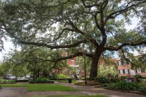 a large tree in the middle of a park at Kehoe House, Historic Inns of Savannah Collection in Savannah