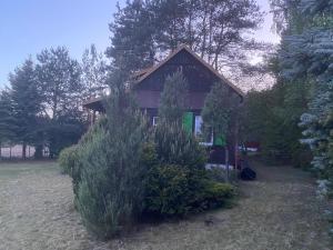 una casa con un gran arbusto delante de ella en Dom Pod Sosnami, en Rzewnie