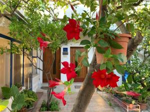a tree with red flowers in front of a house at Danijela in Mali Lošinj