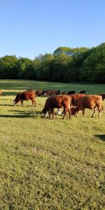 
a herd of cattle grazing on a lush green field at Pinfield Boutique Hotel in Slough
