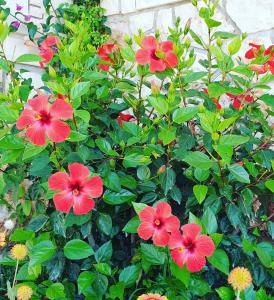 Giardino di Pansion Braco