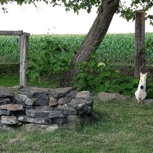 Öregporta Vendégház kisállat-vendégei