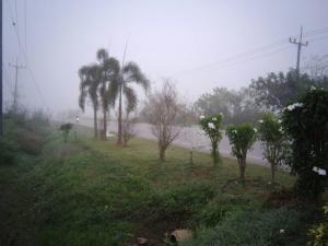 un campo de niebla con palmeras y una carretera en Northstar Hotel & Resort, en Ban Mae Kon