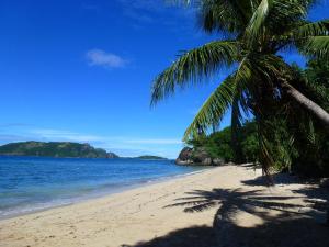 a beach with two palm trees and the ocean at Naqalia Lodge in Wayasewa Island