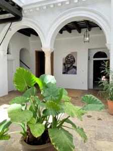 una gran planta verde en una habitación con un edificio en Casa Bablou, en Sanlúcar de Barrameda