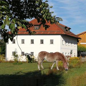 ein Pferd, das auf einem Feld vor einem Gebäude weidet in der Unterkunft Ferienhof Aiginger in Grafenau