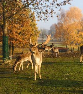 a group of deer standing in a field at Mała Wenecja - Apartament przy "Stodole" in Nowe Worowo