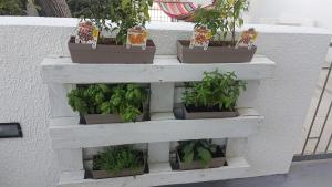 four potted plants on a white shelf on a wall at Residence Orsa Minore in Gallipoli