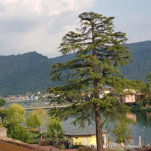 a pine tree in front of a body of water at B&B I Lazzarini in Sarnico