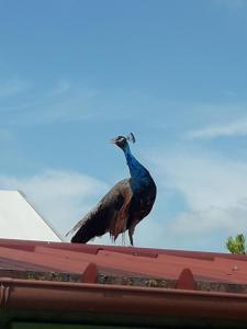 un pavone in piedi sopra un tetto di Valle Rillo Agriturismo a Comacchio