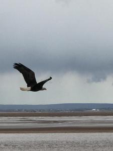 un uccello che vola sopra un corpo d'acqua di Cresthaven By the Sea a South Maitland