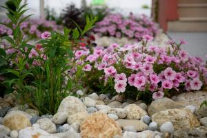 a bunch of pink flowers in a garden at Aurora Premium Hospitality in Parga