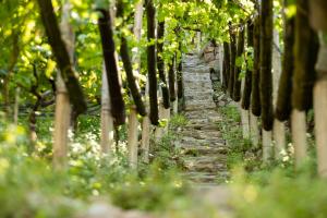 A garden outside Ladurnerhof Boutique Apartments Meran