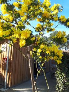 a tree with yellow flowers in front of a fence at Mimosas in Andernos-les-Bains