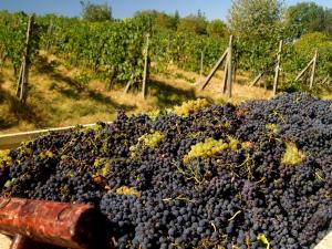 un cumulo di uve viola in un vigneto di Agriturismo La Roverella a Monteroni dʼArbia