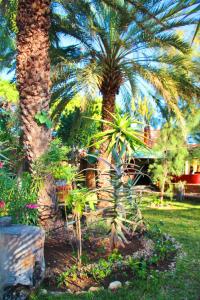 a group of palm trees in a garden at Hyppocampo in Toliara