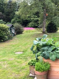 Zahrada ubytování Landhaus mitten in der Lüneburger Heide