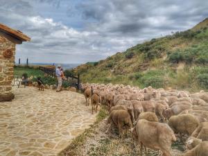 un hombre pastoreando una manada de ovejas en una colina en Masía el Cabrero en Villarroya de los Pinares