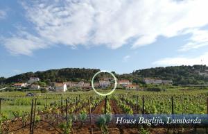 a circle in the middle of a field of vines at House Baglija in Lumbarda
