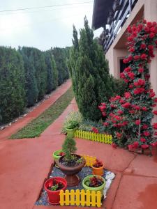 Zahrada ubytování Apartmani "Helena"