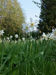 un champ de fleurs blanches dans l'herbe dans l'établissement Sporthotel Grünau - Wimmergreuth, à Grünau im Almtal