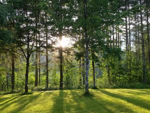 een zon schijnt door bomen in een grasveld bij Sporthotel Grünau - Wimmergreuth in Grünau im Almtal