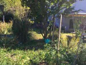 Vrt pred nastanitvijo Casa in Königs GarteN