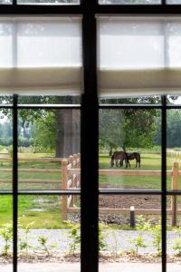 HARAS DE BARRY في Sainghin-en-Mélantois: اثنين من الخيول يتجولون في حقل من خلال النافذة