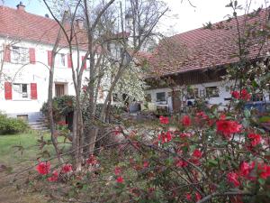 a white house with red roses in front of it at Zum Scheunenhof - Bauernhaus in Ichenhausen