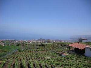 a field of crops with a house on a hill at Casitas La Brenda y La Gaga in Los Realejos
