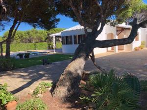 uma árvore num quintal ao lado de uma casa em Villa con piscina Cala Morell em Cala Morell
