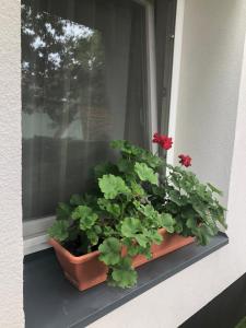 Vonkajšia záhrada v ubytovaní Mosoly Szallashely