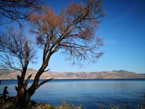 a tree on the shore of a body of water at Three Wells Inn in Lijiang