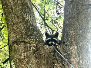 別荘の敷地内または近くにいる動物