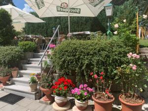 a bunch of potted plants and flowers in pots at Pension Goldener Drache in Hohekreuz