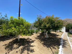 Deux arbres au milieu d'un chemin de terre dans l'établissement Michail Suites Afiartis Karpathos, à Karpathos