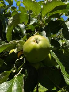 una manzana verde está creciendo en un árbol en Apartment Studio Van Bakel Gerard, en Bled