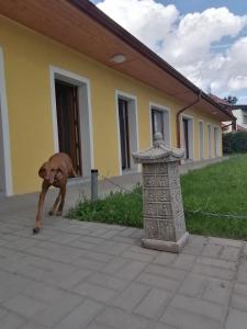 a brown dog standing in front of a house at Penzion Loren in Františkovy Lázně