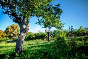 deux arbres dans un champ à herbe verte dans l'établissement Rural Médulas Viviendas de uso turistico 1 y 2 y Casas rurales 3 y 4, à Las Médulas