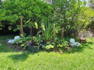 un jardín con algunas plantas en la hierba en UNIQUE 1920's Historic Retreat! Pet Friendly! en Springwood