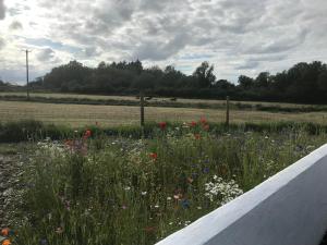 un campo di fiori con recinzione e campo di Toddys Cottage & Stables a Cavan