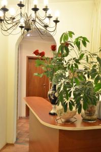 a table with two potted plants on top of it at Best Corner in Saint Petersburg