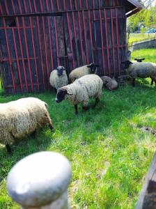 Gallery image of Penzion U Lucerny s malou farmičkou in Kytlice