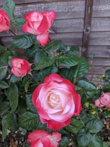 Ảnh trong thư viện ảnh của Ivy Todd cottage ở Debden